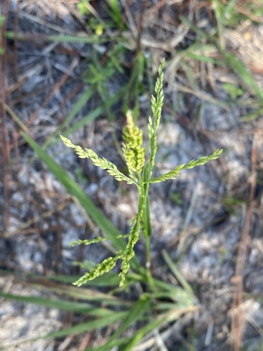 Coleataenia anceps, photograph 1