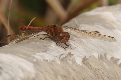 Common Darter