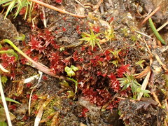 Ptychostomum pallens