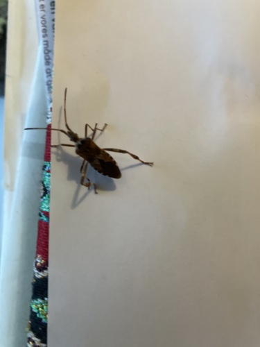 Western Conifer Seed Bug