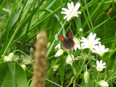 Lycaena helle