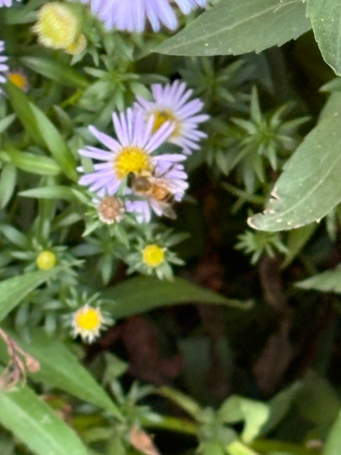Western Honey Bee