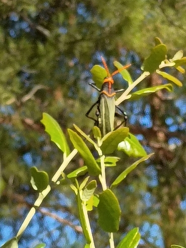 Horse Lubber Grasshopper
