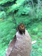 Gymnetis stellata