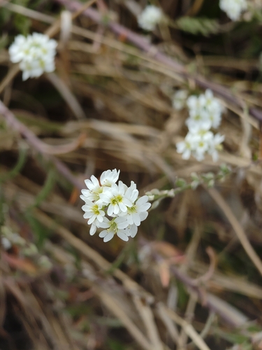 Berteroa incana, photograph 4