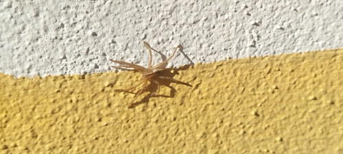 Green Huntsman Spider