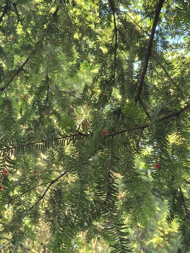 common yew