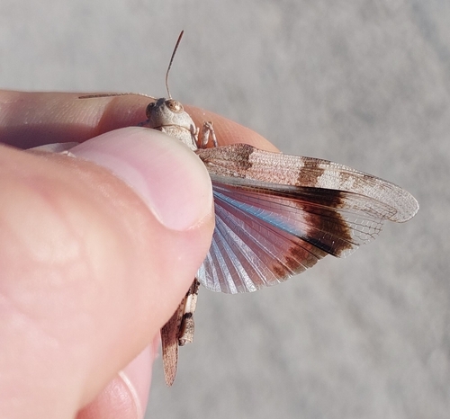 Blue-winged Grasshopper
