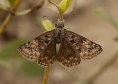 Erynnis afranius