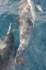 Delphinus delphis