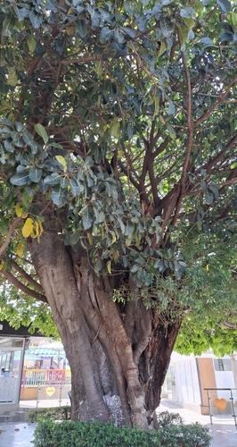 Giantleaf Fig