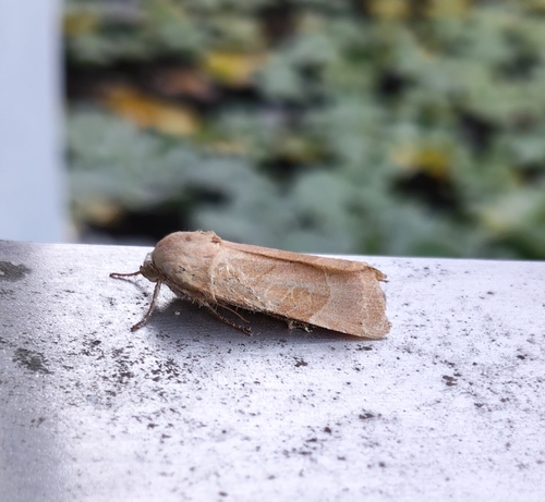 Broad-bordered Yellow Underwing