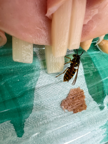 German Yellowjacket