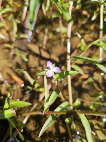 Murdannia keisak