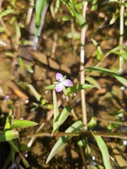 Murdannia keisak