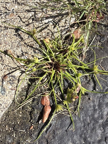 Cyperus squarrosus, photograph 2