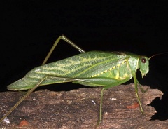 Microcentrum xavieri