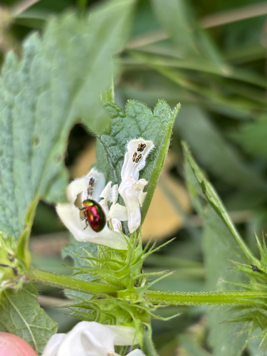 Dead-nettle Leaf Beetle