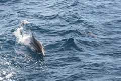 Delphinus delphis