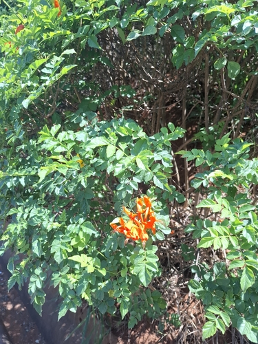 Cape Honeysuckle