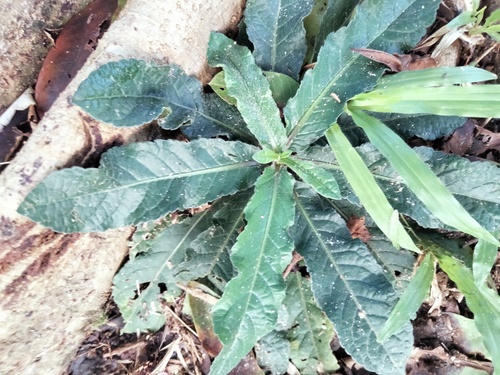 Elephantopus scaber observed 2026-09-26