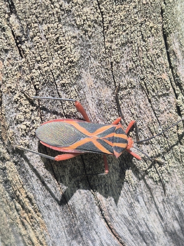 Machtima crucigera
