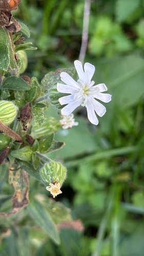 white campion