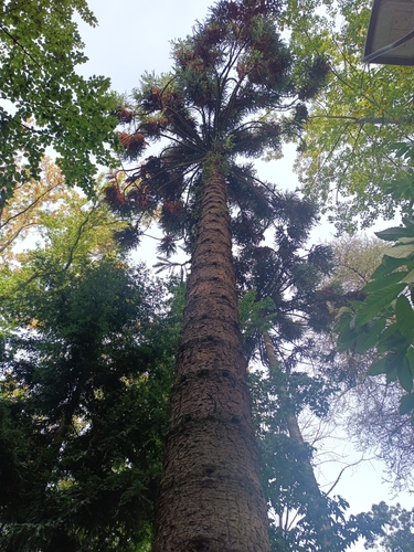 Paraná Araucaria