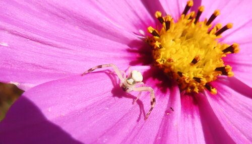 Goldenrod Crab Spider