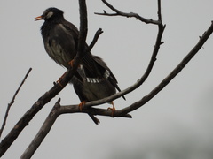 Spodiopsar cineraceus