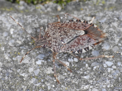 Brown Marmorated Stink Bug