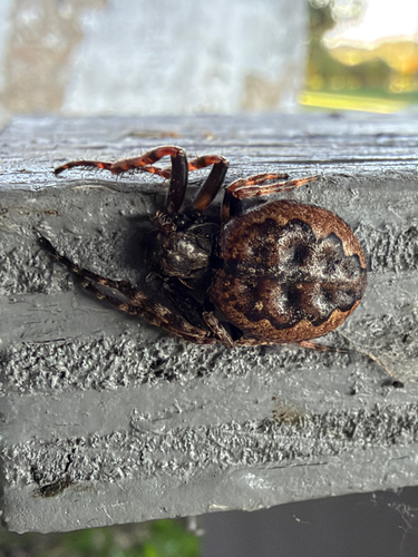 Walnut Orbweaver