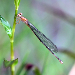 Pseudagrion microcephalum