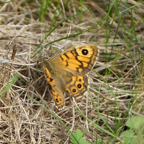 Wall Brown