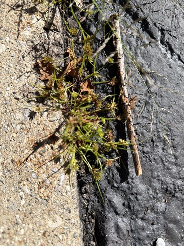 Bearded Flatsedge