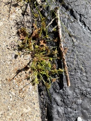 Cyperus squarrosus, photograph (c) Elliot Greiner, some rights reserved (CC BY)