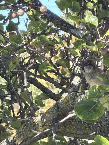 House Sparrow