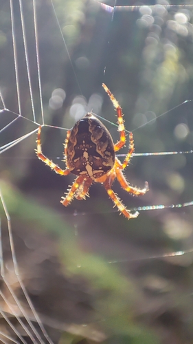 Cross Orbweaver