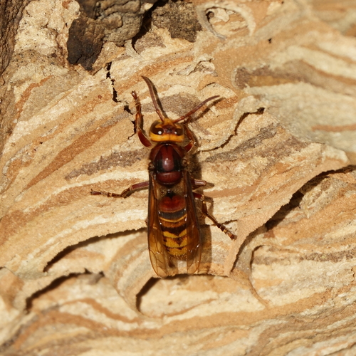 European Hornet