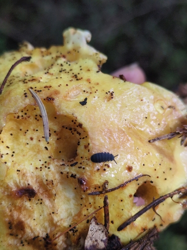 Tetrodontophora bielanensis