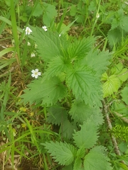 Urtica dioica dioica