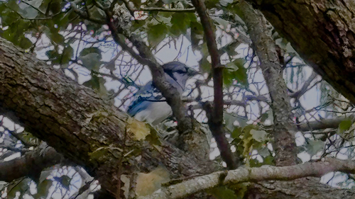 Blue Jay