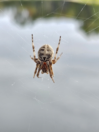 Grey Cross Spider
