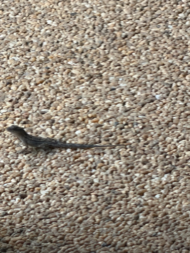 Anolis sagrei observed 2026-09-25