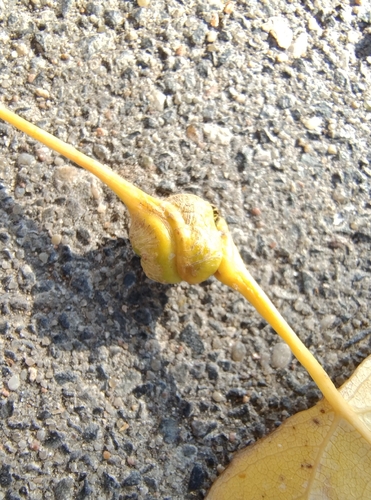 Poplar Spiral Gall Aphid