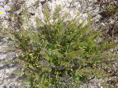 Ornithogalum xanthochlorum