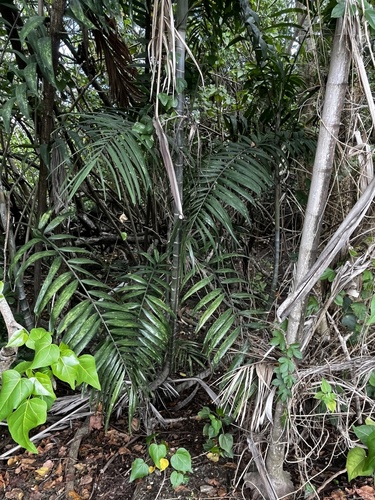 Ptychosperma propinquum observed 2026-09-26