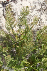 Ornithogalum xanthochlorum