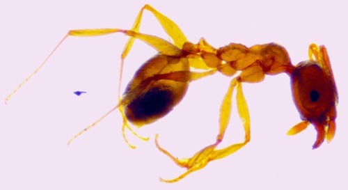 Pallid Big-headed Ant