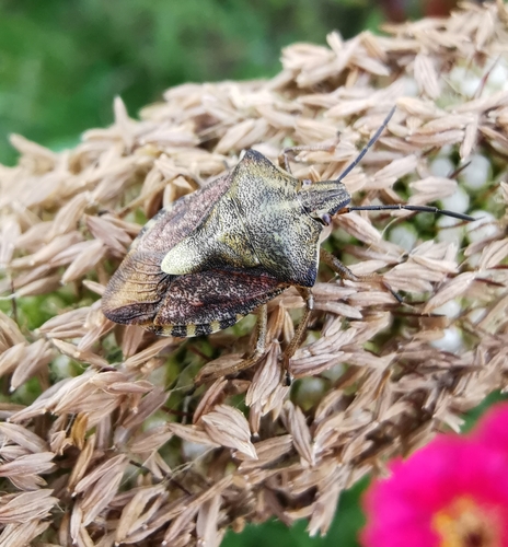 Black-shouldered Shieldbug